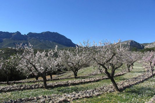 Almond blossom in the Bernia - Costa Blanca impressions