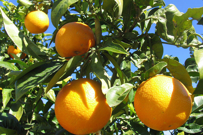 Naranjas jugosas - Impresiones de la Costa Blanca